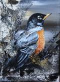 American Robin