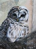 Barred Owl