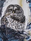 Barred Owl