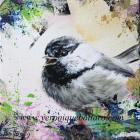 Black-Capped Chickadee Juv.