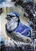 Blue Jay