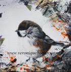 Boreal Chickadee