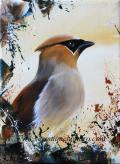 Cedar Waxwing