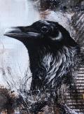 Crow