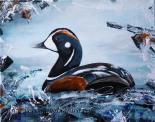 Harlequin Duck Male