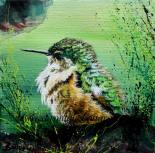 Hummingbird