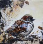 House Sparrow