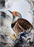 Northern Flicker