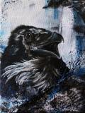 Raven