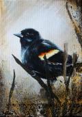 Red-Winged Blackbird
