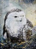 Snowy Owl