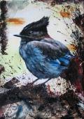 Steller Jay