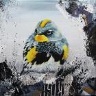 Yellow-Rumped Warbler